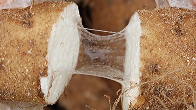놓치면 후회! 장마산마 솔직 후기 & 꿀팁 대방출 🍯